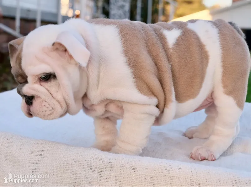 Hazel – English Bulldog puppy for sale in Capon Bridge, WV
