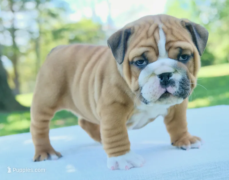 Mack – English Bulldog puppy for sale in Capon Bridge, WV