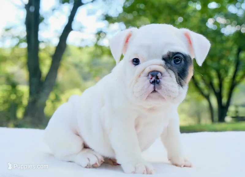 Mia – English Bulldog puppy for sale in Capon Bridge, WV