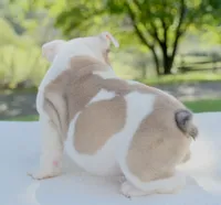 Hazel, a female English Bulldog for sale in Capon Bridge, WV – 3 of 6