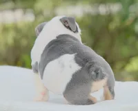 Lily, a female English Bulldog for sale in Capon Bridge, WV – 4 of 7