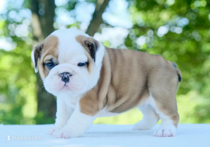 Ivy – English Bulldog puppy for sale in Capon Bridge, WV