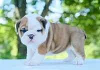Ivy, a female English Bulldog for sale in Capon Bridge, WV – 1 of 6