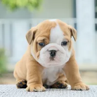 Bentley, a male English Bulldog for sale in Capon Bridge, WV – 2 of 7