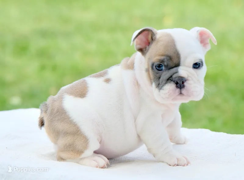Hazel – English Bulldog puppy for sale in Capon Bridge, WV
