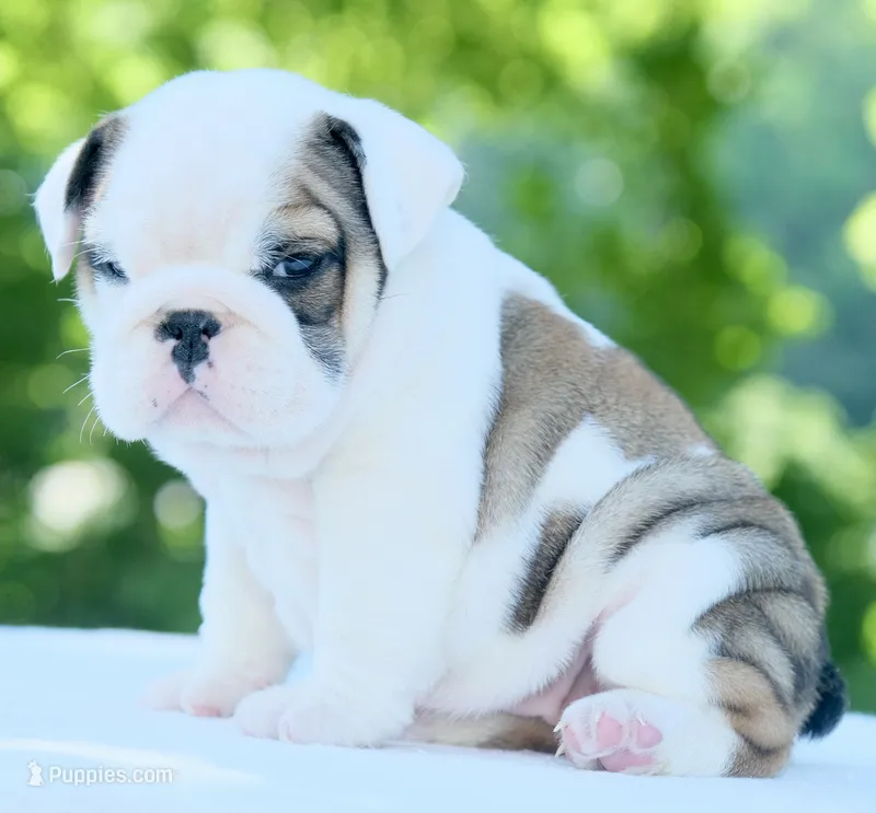 Lily – English Bulldog puppy for sale in Capon Bridge, WV