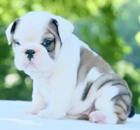 Lily, a female English Bulldog for sale in Capon Bridge, WV – 1 of 6