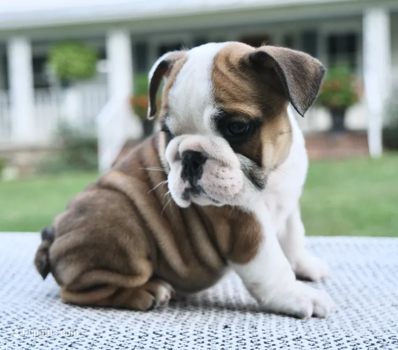 Ellie – English Bulldog puppy for sale in Capon Bridge, WV