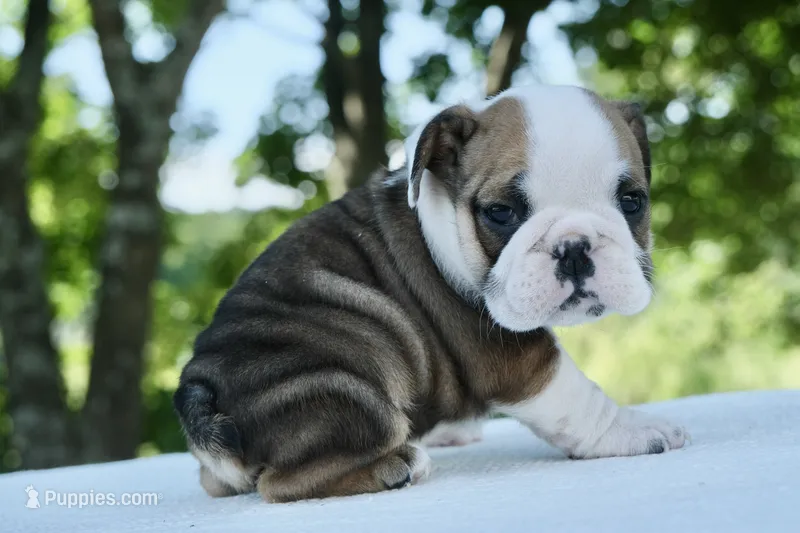 Ellie – English Bulldog puppy for sale in Capon Bridge, WV