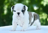 Lily, a female English Bulldog for sale in Capon Bridge, WV – 4 of 6