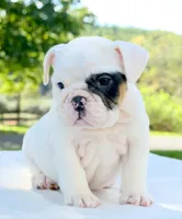 Mia, a female English Bulldog for sale in Capon Bridge, WV – 2 of 6