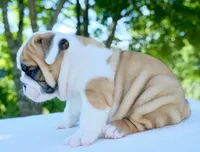 Tucker, a male English Bulldog for sale in Capon Bridge, WV – 3 of 6