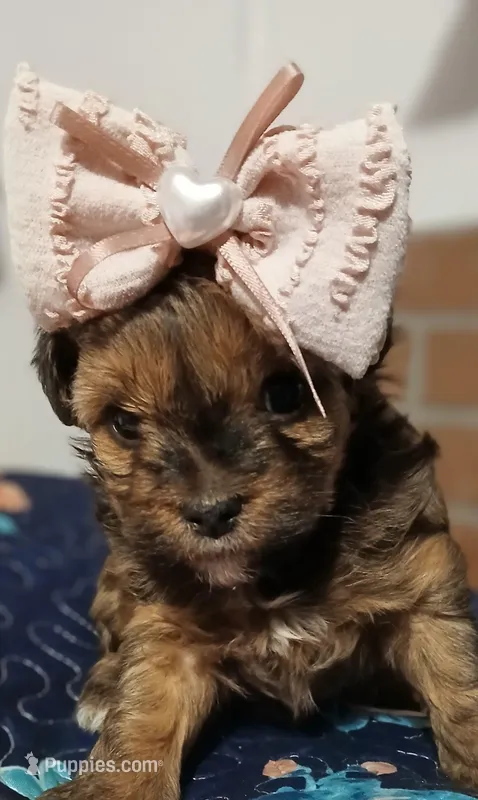 Lola May, a female Yorkipoo for sale in Exeter, MO – Photo 1 of 2