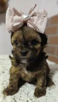 Lola May, a female Yorkipoo for sale in Exeter, MO – Photo 2 of 2