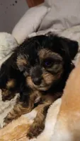 Moe, a male Yorkshire Terrier and Poodle - Miniature  for sale in Exeter, MO – 5 of 9