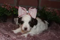 Honey, a female Havapoo for sale in Exeter, MO – 2 of 7