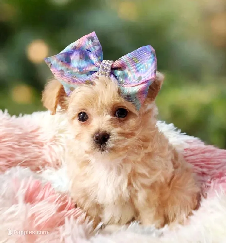 Willow  – Havapoo puppy for sale in Exeter, MO