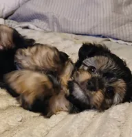 Moe, a male Yorkshire Terrier and Poodle - Miniature  for sale in Exeter, MO – 3 of 9