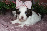 Honey, a female Havapoo for sale in Exeter, MO – 3 of 7