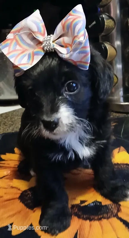 Lily – Poodle - Miniature  puppy for sale in Exeter, MO