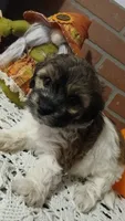 Lola , a female Havapoo for sale in Exeter, MO – 2 of 4