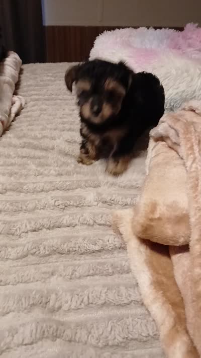 Moe, a male Yorkshire Terrier and Poodle - Miniature  for sale in Exeter, MO – 8 of 9