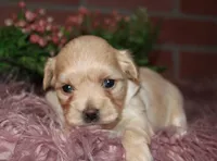 Sasha, a female Havapoo for sale in Exeter, MO – 2 of 3