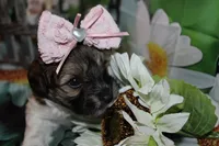 Annie, a female Havapoo for sale in Exeter, MO – 5 of 5