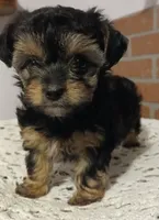 MANNY, a male Yorkshire Terrier and Poodle - Miniature  for sale in Exeter, MO – 1 of 5