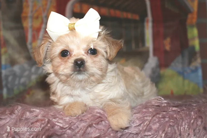 PEARL – Havapoo puppy for sale in Exeter, MO