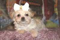 PEARL, a female Havapoo for sale in Exeter, MO – 1 of 2
