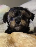 Moe, a male Yorkshire Terrier and Poodle - Miniature  for sale in Exeter, MO – 4 of 9