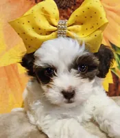 Adora, a female Havapoo for sale in Exeter, MO – 2 of 3