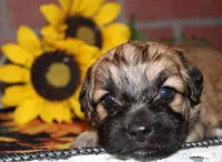 Finley, a male Havapoo for sale in Exeter, MO – 4 of 8