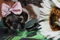 Annie, a female Havapoo for sale in Exeter, MO – 2 of 5