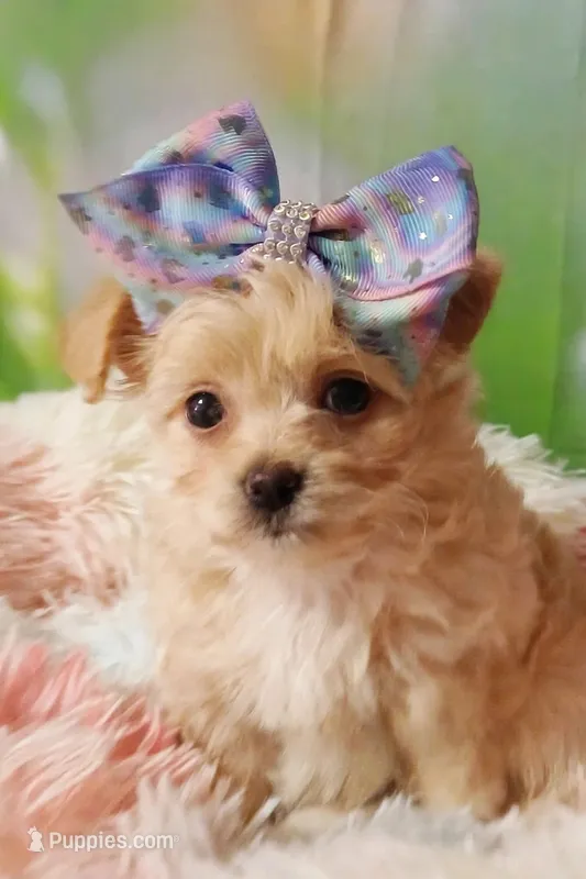 Gigi – Havapoo puppy for sale in Exeter, MO