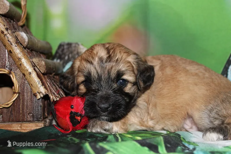 Finley – Havapoo puppy for sale in Exeter, MO