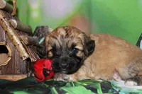 Finley, a male Havapoo for sale in Exeter, MO – 1 of 8
