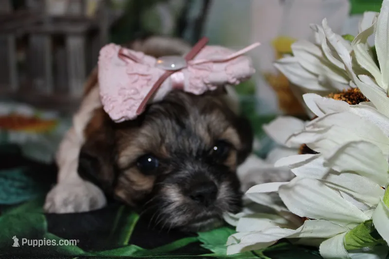 Annie – Havapoo puppy for sale in Exeter, MO