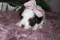 Honey, a female Havapoo for sale in Exeter, MO – 5 of 7