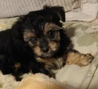 Moe, a male Yorkshire Terrier and Poodle - Miniature  for sale in Exeter, MO – 9 of 9