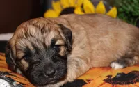 Finley, a male Havapoo for sale in Exeter, MO – 3 of 8