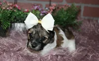 Annie, a female Havapoo for sale in Exeter, MO – 4 of 5