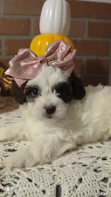 Honey – Havapoo puppy for sale in Exeter, MO