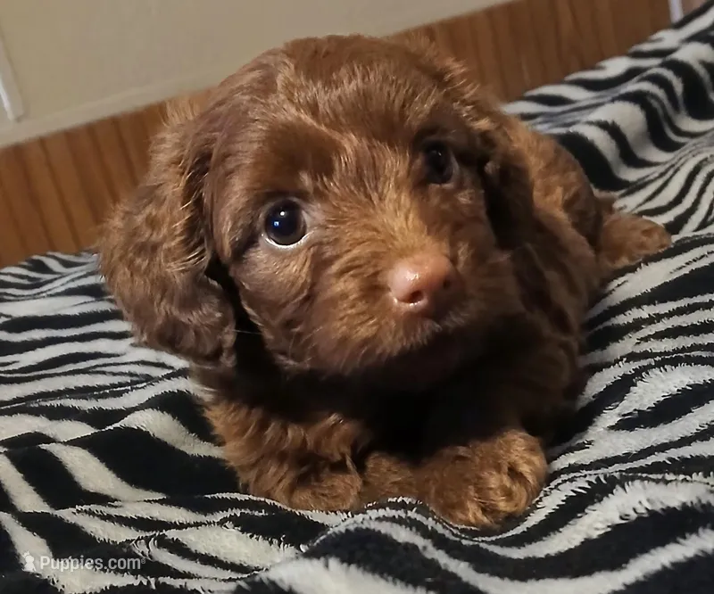 Minnie  – Dachshund puppy for sale in Exeter, MO