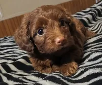 Minnie , a female Dachshund for sale in Exeter, MO – Photo 1 of 4