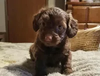 Minnie , a female Dachshund for sale in Exeter, MO – Photo 3 of 4