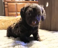 Minnie , a female Dachshund for sale in Exeter, MO – Photo 2 of 4