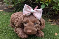 Minnie , a female Doxiepoo for sale in Exeter, MO – Photo 1 of 4