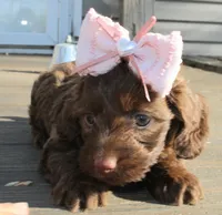 Minnie , a female Doxiepoo for sale in Exeter, MO – Photo 4 of 4